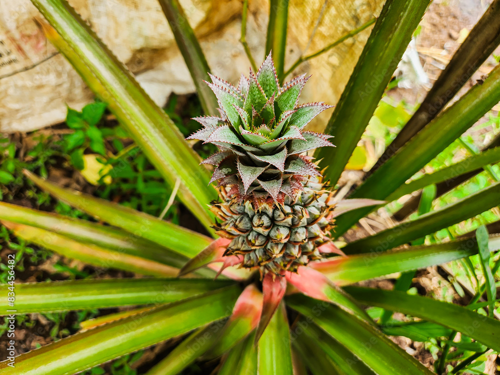 Red pineapple or ananas bracteatus, Red Pineapple is a German apple cultivar that is widely used in Denmark Sonneruplund Red pineapple or ananas bracteatus, Red Pineapple is a German apple cultivar that is widely used in Denmark Sonneruplund