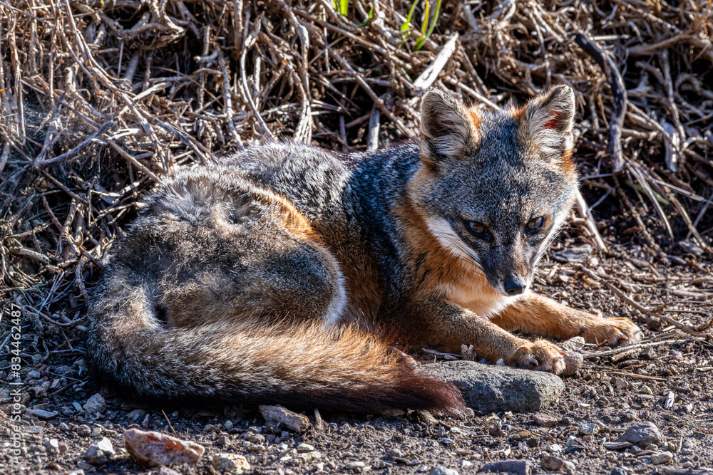 Island fox on Santa Cruz national channel island Island fox on Santa Cruz national channel island