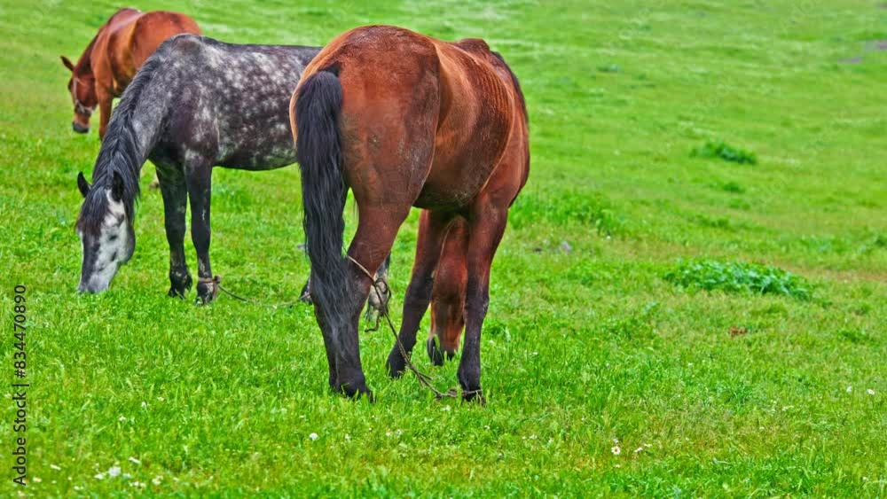 apple mold gray horse with two brown horses are grazing on green pasture at drizzling spring day. apple mold gray horse with two brown horses are grazing on green pasture at drizzling spring day.