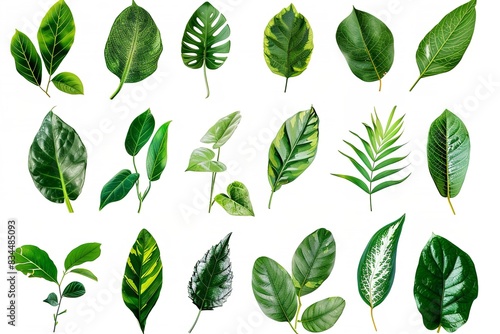 Natural background with tropical green leaves that are separated. Generative Ai
