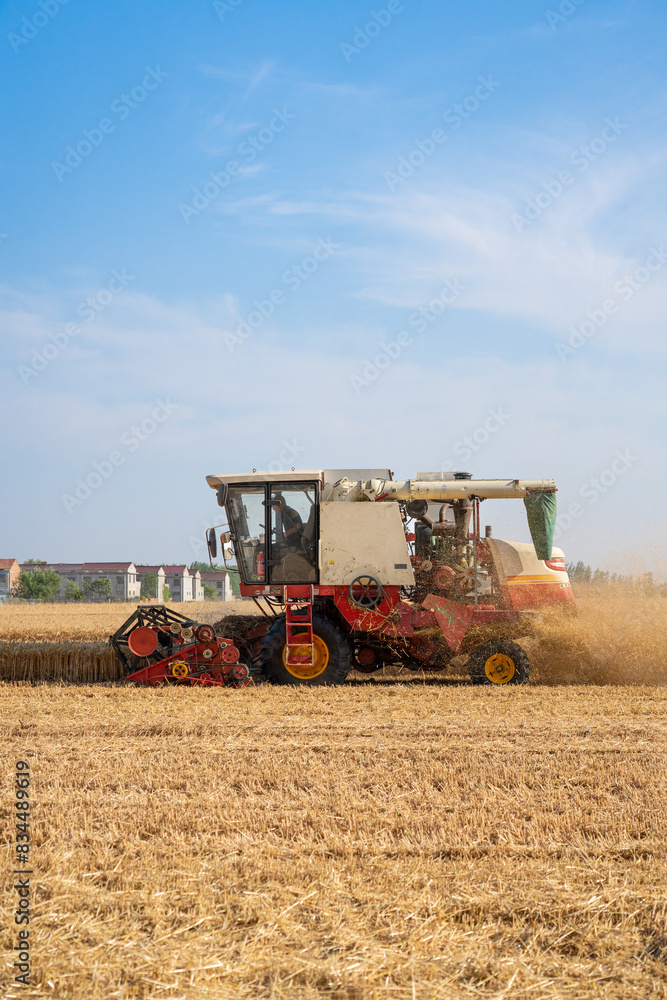 Combine harvester harvests wheat in the field. Agriculture background. Harvest season Combine harvester harvests wheat in the field. Agriculture background. Harvest season