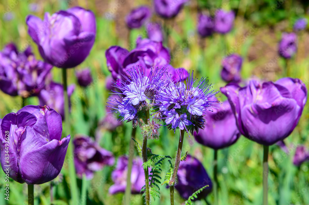 Lacy Phacelia Flowers bloom at the Holland Tulip Festival. in Holland, Michigan. Lacy Phacelia Flowers bloom at the Holland Tulip Festival. in Holland, Michigan.