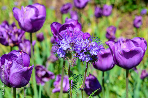 Lacy Phacelia Flowers bloom at the Holland Tulip Festival. in Holland  Michigan.