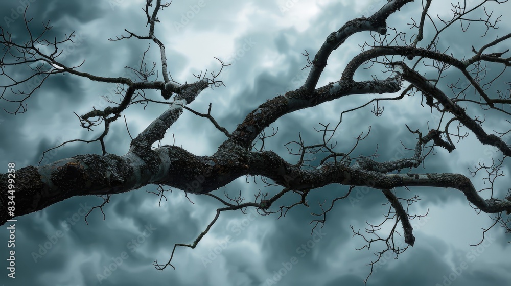 Tree branch against overcast sky Tree branch against overcast sky