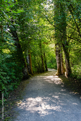 Forest like park in city with path trail for pedestrians