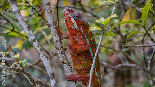 A beautiful chameleon Furcifer Pardalis climbs a tree. An exotic reptile with bright red skin with turquoise stripes, pimples, and spiky crests. Eyes are visible, paws with claws.Side view.Madagascar