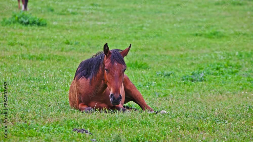 brown horse is lying on green grass at pasture during drizzling spring day. brown horse is lying on green grass at pasture during drizzling spring day.