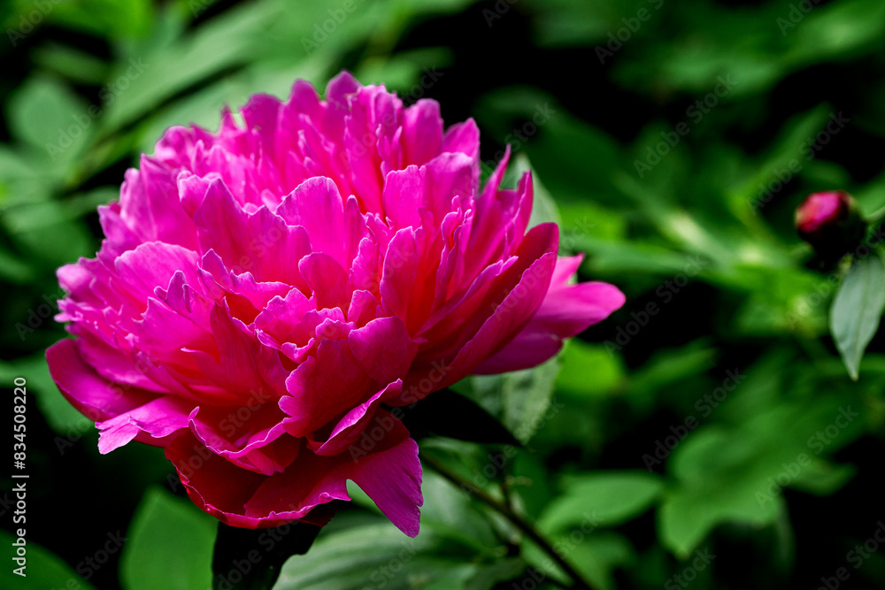 Fototapeta premium Closeup of beautiful hot pink Peony flower
