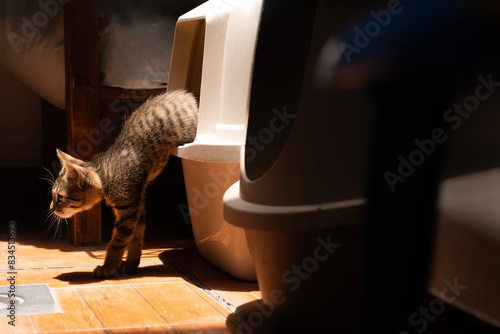 Mascotas. Gato joven saliendo de un arenero.
