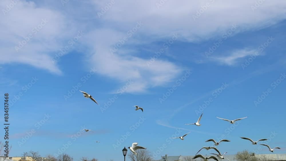 Seagulls flying against the blue sky with clouds. Flock of birds flies in strong winds.. Closeup video of flight. Seabirds close up Seagulls flying against the blue sky with clouds. Flock of birds flies in strong winds.. Closeup video of flight. Seabirds close up