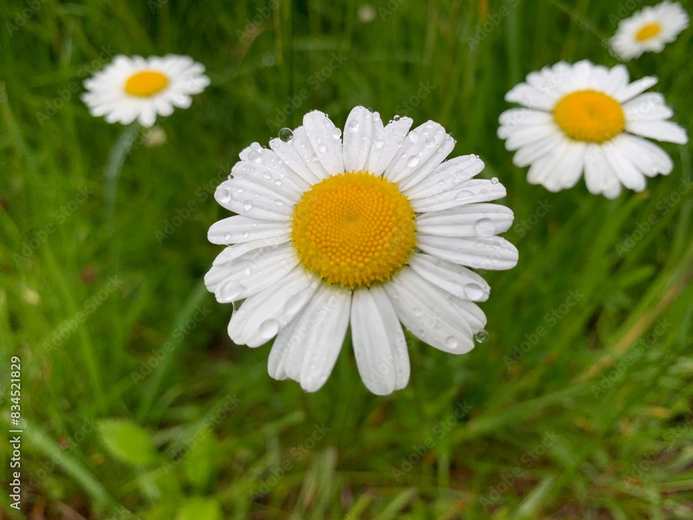 Obraz premium daisy in the grass