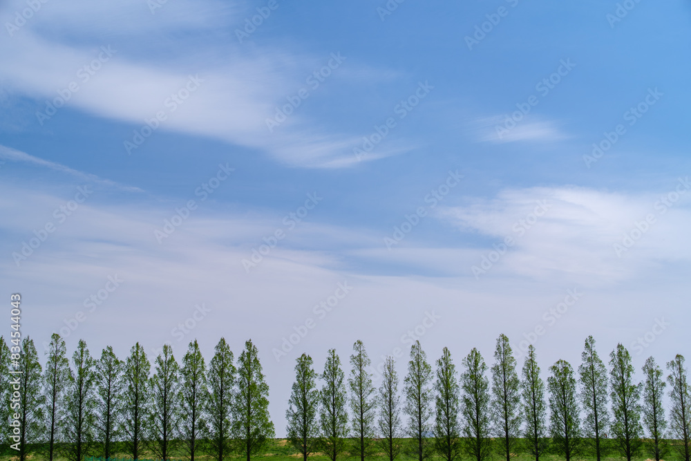 Fototapeta premium メタセコイアと青空