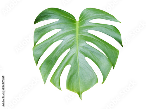 Green Monstera Leaf Isolated on White Background.