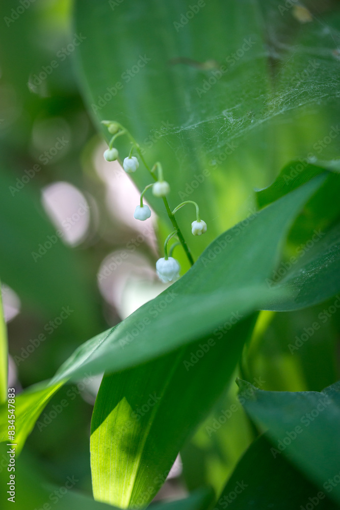 Lilies of the valley in the forest in May, Moscow region, Russia Lilies of the valley in the forest in May, Moscow region, Russia