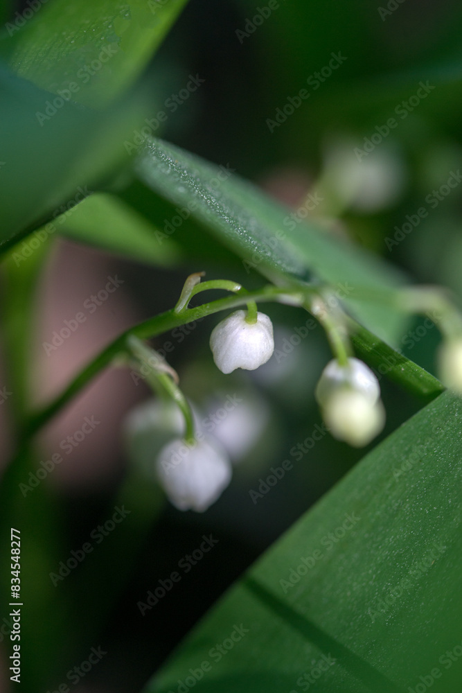 Lilies of the valley in the forest in May, Moscow region, Russia Lilies of the valley in the forest in May, Moscow region, Russia