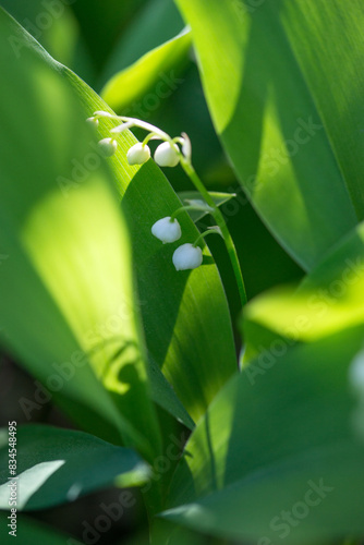 Lilies of the valley in the forest in May  Moscow region  Russia