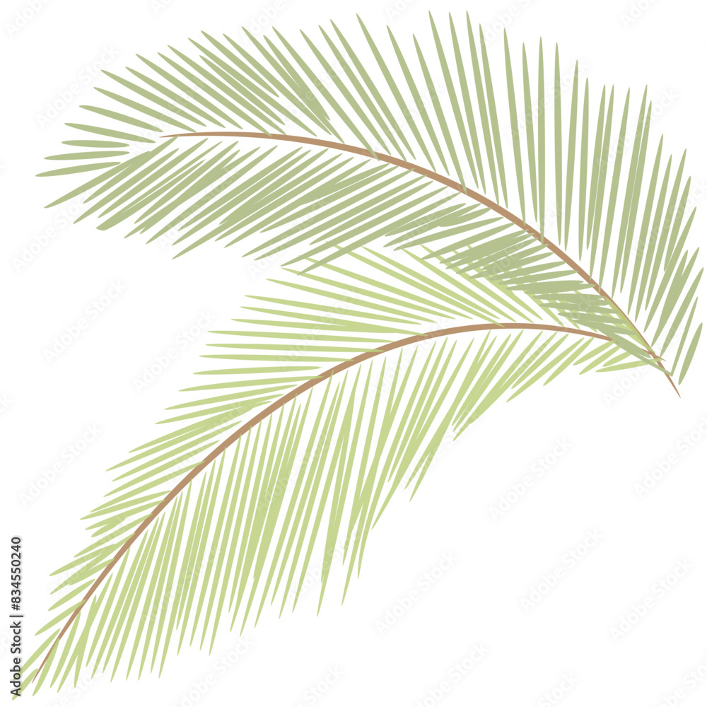 Obraz premium tropical date leaves