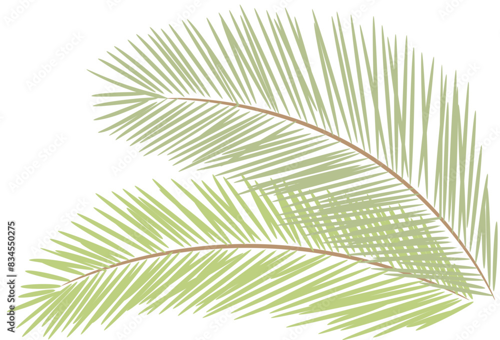 Obraz premium tropical date leaves