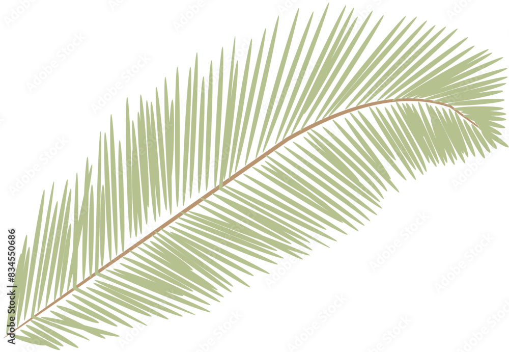 Obraz premium tropical date leaves