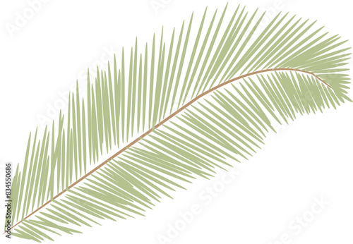 tropical date leaves