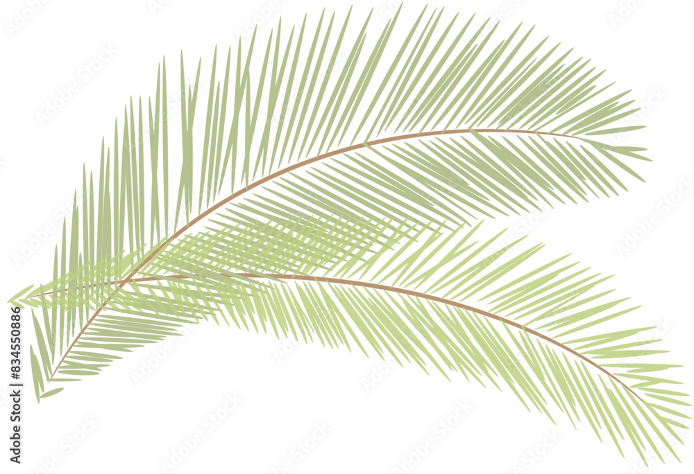 tropical date leaves tropical date leaves