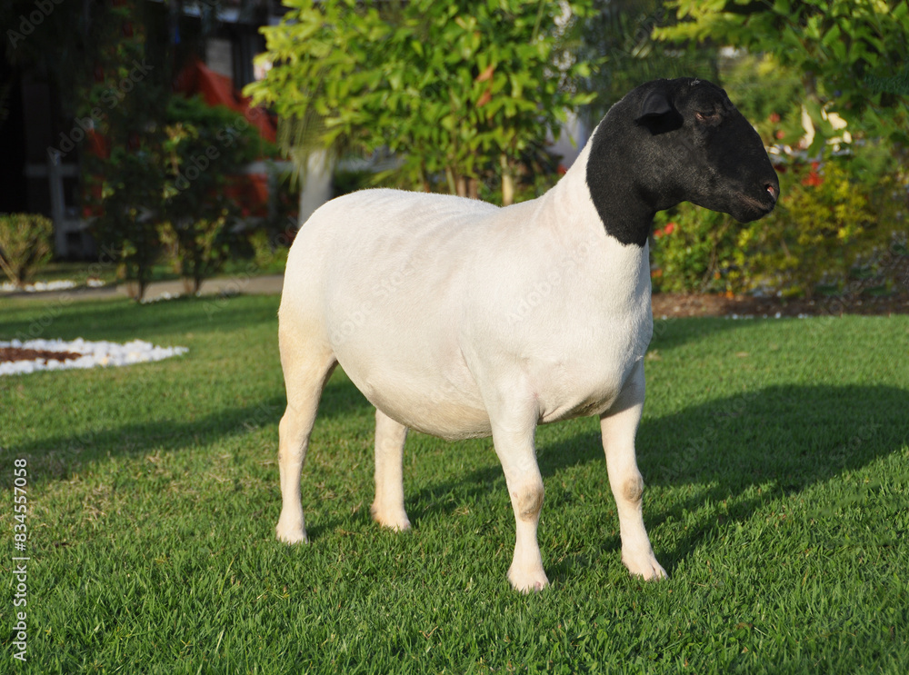 female dorper ram very awarded in Brazil. The Dorper is a breed developed in South Africa female dorper ram very awarded in Brazil. The Dorper is a breed developed in South Africa