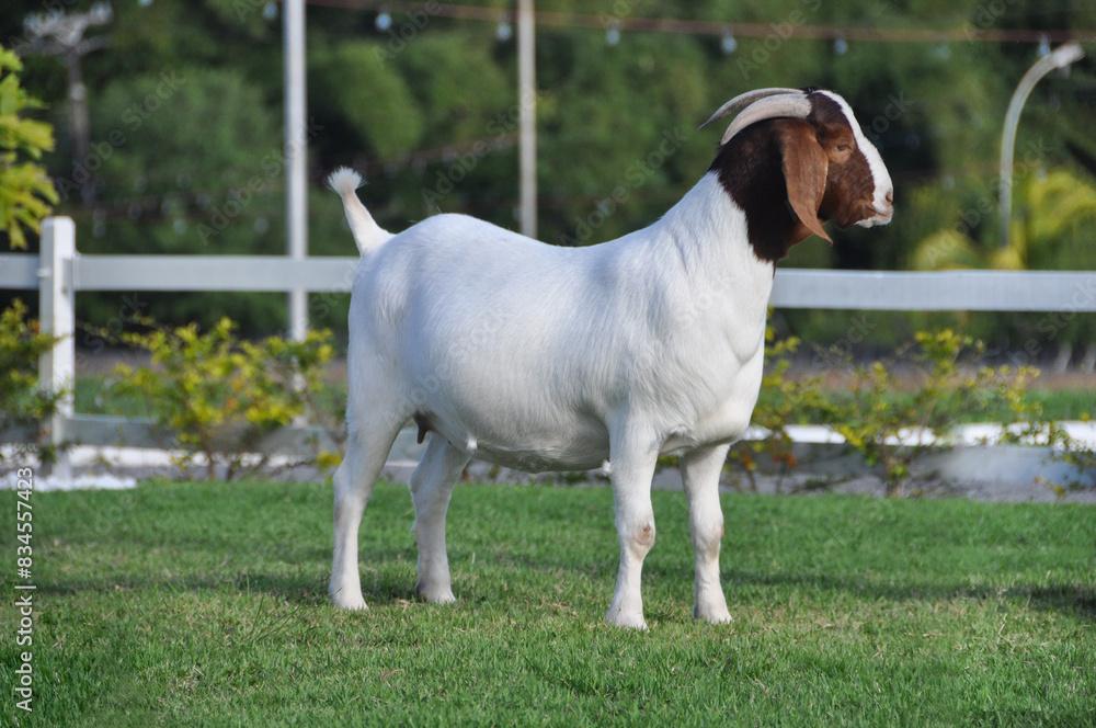 Boer female goat very awarded in Brazil. The Boer is a breed developed in South Africa Boer female goat very awarded in Brazil. The Boer is a breed developed in South Africa
