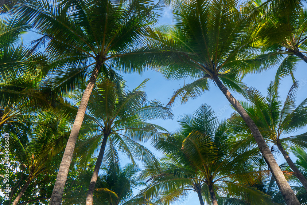 Fototapeta premium Blue sky palm beach copy space.