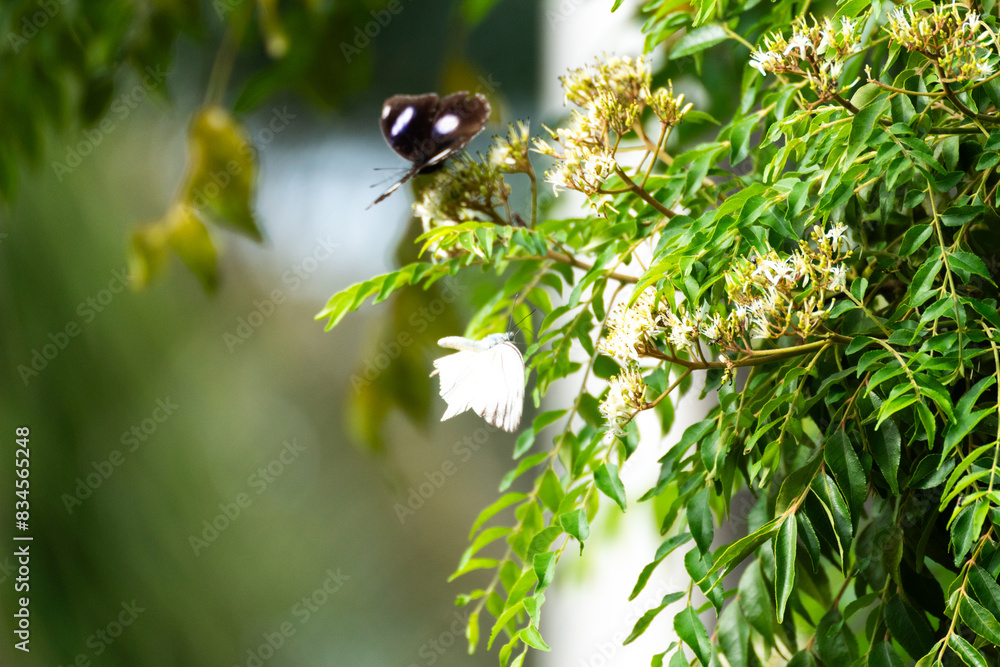 Close up flowers and black butterfly on green meadow in summer. Background with summer grasses and flowers on field