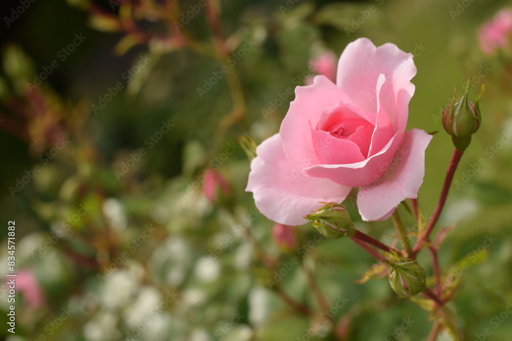 Beautiful pink rose flower grows in park. Picture of blooming head on bush such vertical or horizontal direction. Beautiful pink rose flower grows in park. Picture of blooming head on bush such vertical or horizontal direction.
