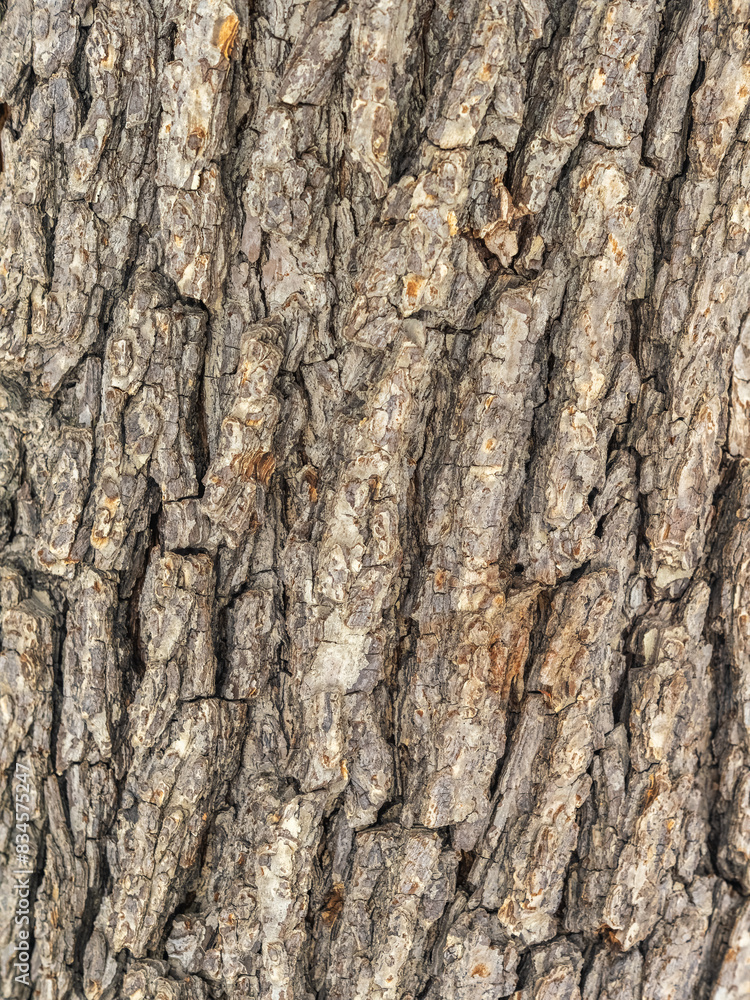 The texture of the bark of an old willow. Detailed bark texture. Natural background The texture of the bark of an old willow. Detailed bark texture. Natural background