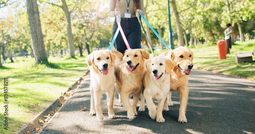 Photography Woman, walking and golden retriever in park for exercise or pet care, outdoor activity in United Kingdom