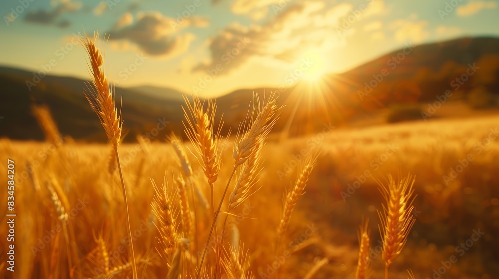 Fototapeta premium A tranquil countryside walk through a sunlit wheat field, golden stalks swaying gently in the breeze