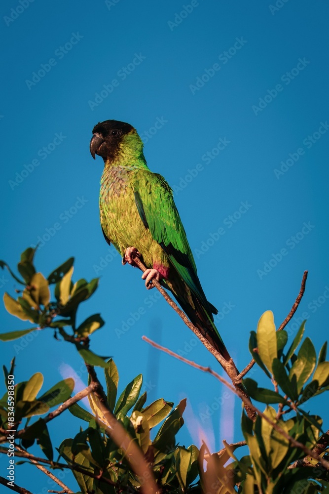 Obraz premium a parrot perched on a branch with a clear blue sky in the background.