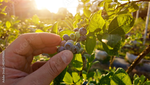 Farmer picking fresh blueberries on a farm. photo