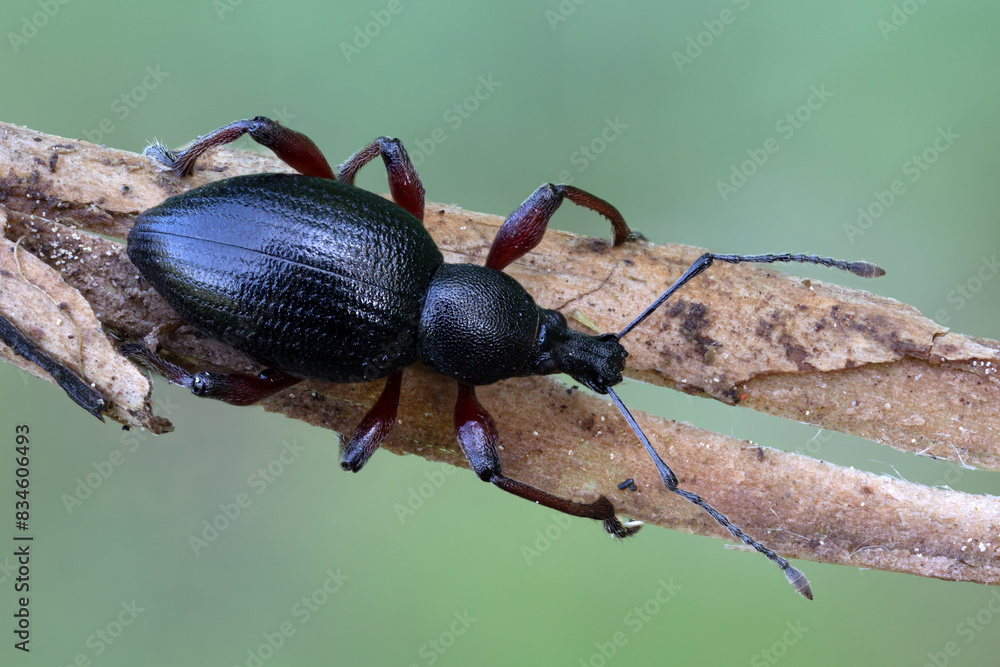 Rüsselkäfer - Otiorhynchus tenebricosus