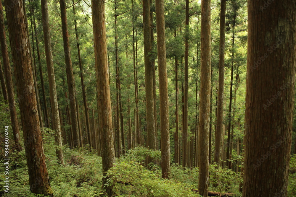 Fototapeta premium forest wood nature 森林 木 自然