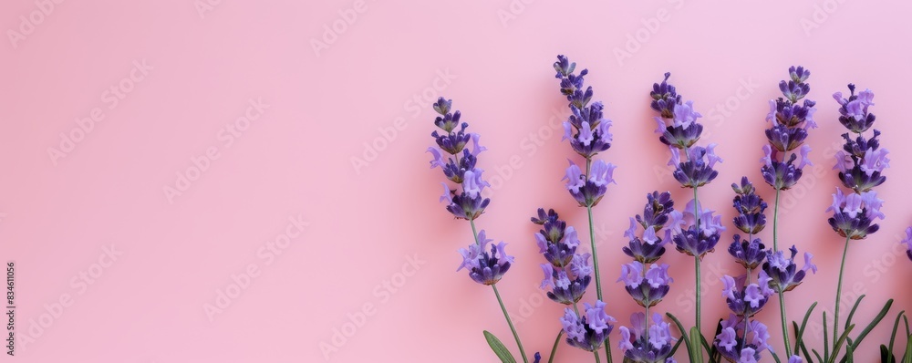 A clean, minimalist layout of lavender sprigs on a soft pink background A clean, minimalist layout of lavender sprigs on a soft pink background