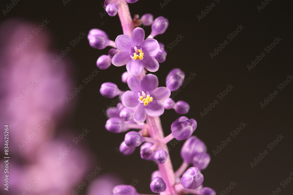 ヤブランの花 クローズアップ ヤブランの花 クローズアップ