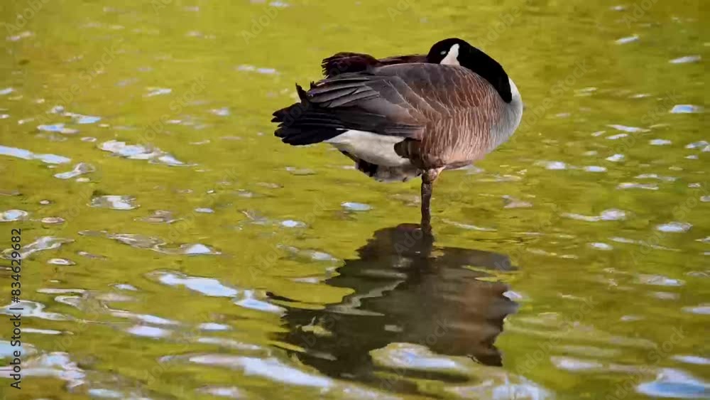 Woodland pond water flows past a Canada goose, Branta canadensis, asleep standing on one leg. Green foliage reflected in water surface with ripples. Woodland pond water flows past a Canada goose, Branta canadensis, asleep standing on one leg. Green foliage reflected in water surface with ripples.