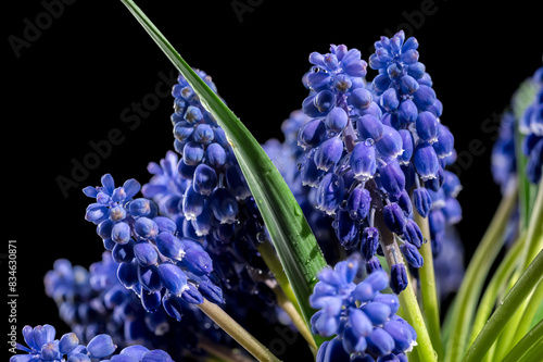 Blooming Muscari Alida flowers on a black background photo