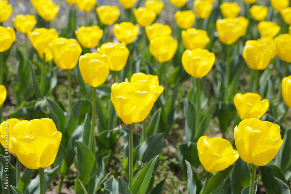 Beautiful tulip flower garden. The Expo 70 Commemorative Park, Osaka, Japan Beautiful tulip flower garden. The Expo 70 Commemorative Park, Osaka, Japan