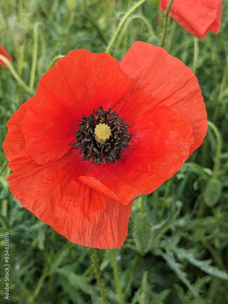 Meadow of fresh wild red poppy flowers with a lot of buds on blurred greenery floral background. Bumblebee flies to the red poppy. Meadow of fresh wild red poppy flowers with a lot of buds on blurred greenery floral background. Bumblebee flies to the red poppy.