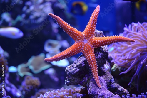 Vibrant orange starfish in a colorful underwater scene © Balaraw