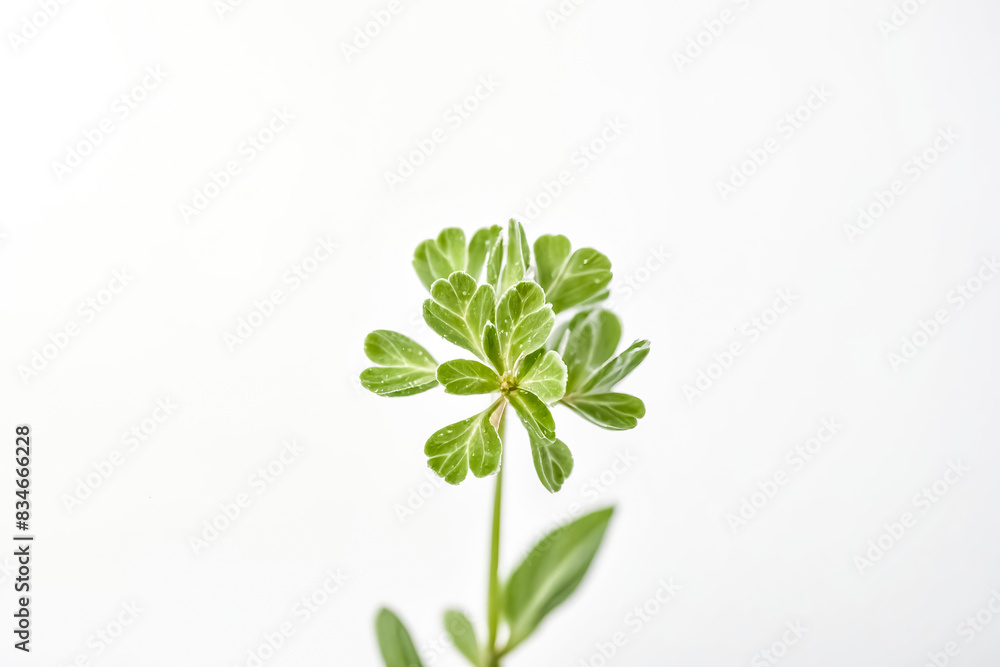 Green Plant with Dew Drops on Leaves Green Plant with Dew Drops on Leaves