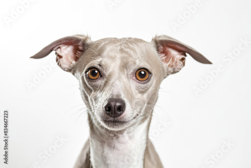 Portrait of an Italian Greyhound Dog with Curious Eyes photo