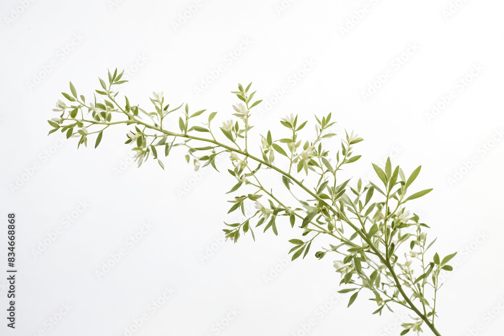 Green Branch with White Flowers on White Background Green Branch with White Flowers on White Background