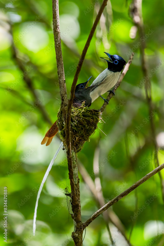 Paradise-Flycatcher It is a beautiful bird in nature in Thailand. Paradise-Flycatcher It is a beautiful bird in nature in Thailand.