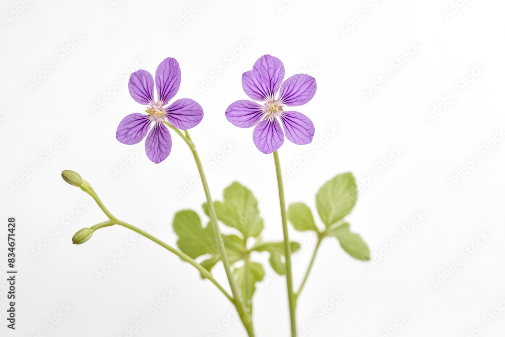 Two Purple Flowers with Green Stems on White Background Two Purple Flowers with Green Stems on White Background