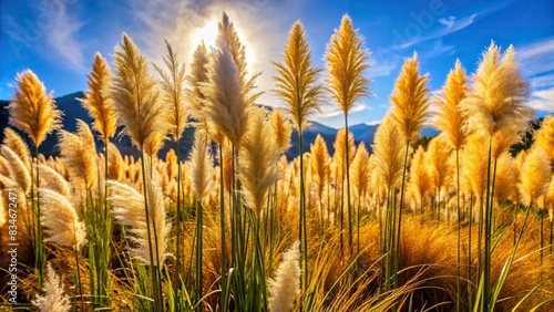 Pampas grass with golden panicles in South America , Pampas grass, golden, Cortaderia selloana, South America, , landscape, flora, nature, exotic, tropical, plant, decorative photo